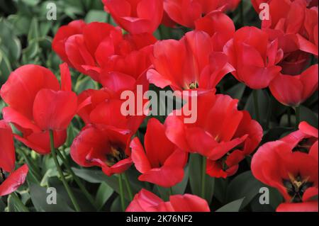 Rote Triumph Tulpen (Tulipa) Spryng Tide blühen im April in einem Garten Stockfoto