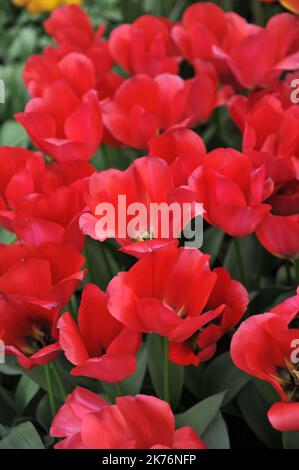 Rote Triumph Tulpen (Tulipa) Spryng Tide blühen im April in einem Garten Stockfoto