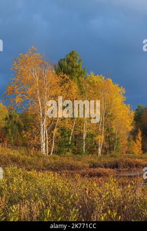 Wunderschönes Licht, das die Herbstfarben am Little Clam Lake im Norden von Wisconsin erhellt. Stockfoto