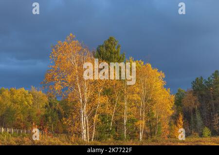 Wunderschönes Licht, das die Herbstfarben am Little Clam Lake im Norden von Wisconsin erhellt. Stockfoto