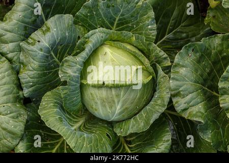Frischer Bio-Kohl im Garten. Draufsicht auf einen Kohlkopf nach dem Regen. Regentropfen auf den Blättern. Stockfoto