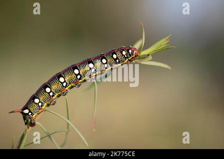 Spurge hawkmoth, Hyles eumorbiae, farbenfrohe und giftige Raupe. Stockfoto