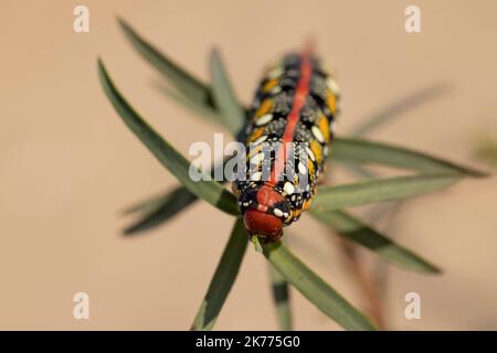 Spurge hawkmoth, Hyles eumorbiae, farbenfrohe und giftige Raupe. Stockfoto