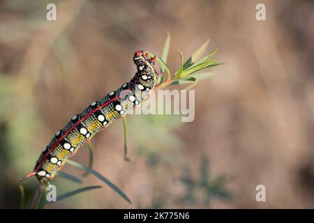 Spurge hawkmoth, Hyles eumorbiae, farbenfrohe und giftige Raupe. Stockfoto