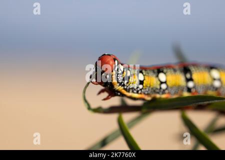 Spurge hawkmoth, Hyles eumorbiae, farbenfrohe und giftige Raupe. Stockfoto