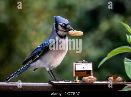 Bluejay findet eine Erdnuss auf dem Deck Stockfoto