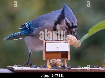 Bluejay findet eine Erdnuss auf dem Deck Stockfoto