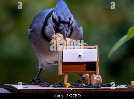 Bluejay findet eine Erdnuss auf dem Deck Stockfoto