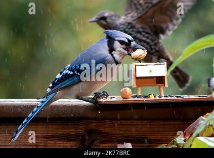 Bluejay findet eine Erdnuss auf dem Deck Stockfoto
