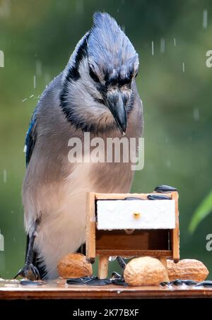 Bluejay findet eine Erdnuss auf dem Deck Stockfoto
