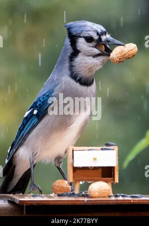 Bluejay findet eine Erdnuss auf dem Deck Stockfoto