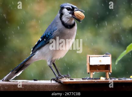 Bluejay findet eine Erdnuss auf dem Deck Stockfoto