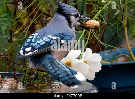 Bluejay findet eine Erdnuss auf dem Deck Stockfoto