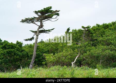 Landschaft mit schiefen Kiefern über niedrigen Küstenwald Stockfoto