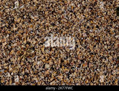 Die Textur der Fragmente der Muscheln verschiedener Muscheln und des Sandes an der Küste in den Strahlen der Sonne Stockfoto
