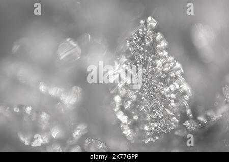 Nahaufnahme von Schneekristallen, die durch Sonnenlicht beleuchtet werden. Winterhintergrund. Makro von echter Schneeflocke: Große stellare Dendriten mit sechseckiger Symmetrie, l Stockfoto