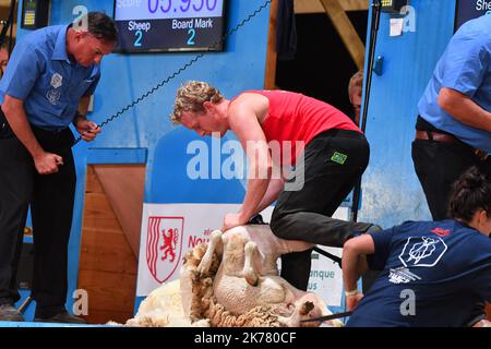 Richard Jones von Wales gewinnt den Weltmeistertitel in der Kategorie Rotorblattscheren bei der Ausgabe 18. der World Sheep Shearing and Wool Handling Championships in Le Dorat Stockfoto