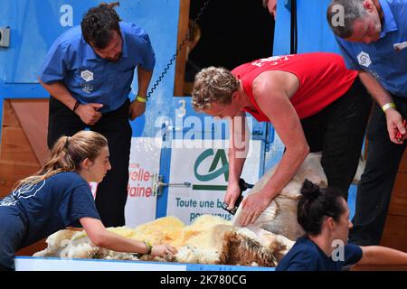 Richard Jones von Wales gewinnt den Weltmeistertitel in der Kategorie Rotorblattscheren bei der Ausgabe 18. der World Sheep Shearing and Wool Handling Championships in Le Dorat Stockfoto