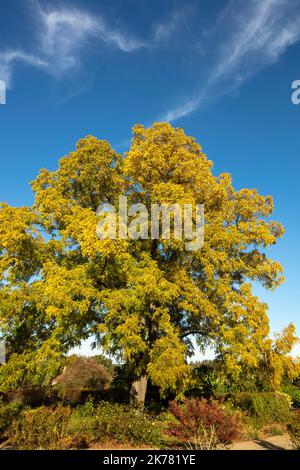 Glorreiche Juglans nigra , schwarze Walnuss, amerikanische Walnuss, odamerikanische schwarze Walnuss, Baum und Nüsse glorreiche Herbstsonne Stockfoto