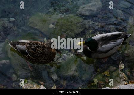 Enten genießen das Schwimmen auf dem sehr klaren Wasser des Sees. Stockfoto