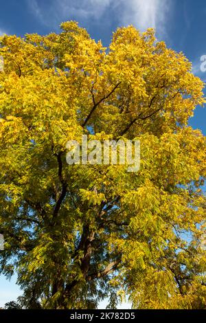 Glorreiche Juglans nigra , schwarze Walnuss, amerikanische Walnuss, odamerikanische schwarze Walnuss, Baum und Nüsse glorreiche Herbstsonne Stockfoto