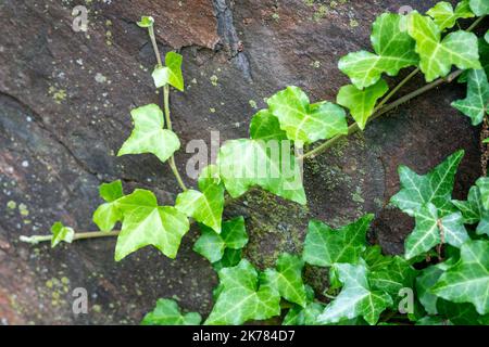 Englisch Ivy, Hedera Helix Stockfoto