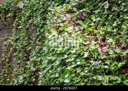 Englisch Ivy, Hedera Helix Stockfoto