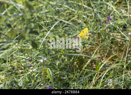 Nahaufnahme des braunen Wandschmetterlings (Lasiommata megera), der auf warmen grauen Kieselsteinen ruht Stockfoto