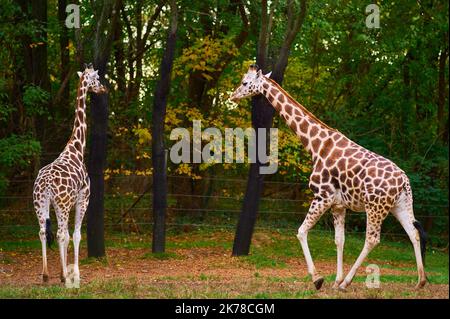 Ein oder zwei Giraffen, die im Herbst im Bronx Zoo in ihrem Gehege herumlaufen Stockfoto