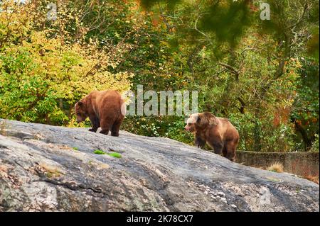 Braune Grizzlybären durchstreifen ihr Gehege im Bronx Zoo Stockfoto