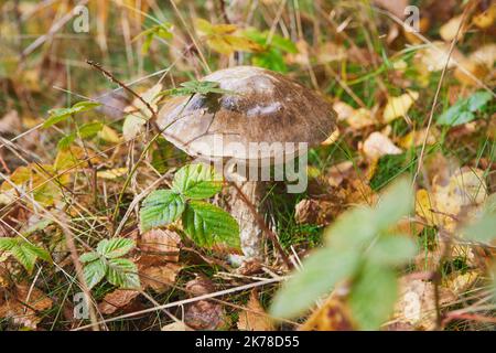 Schöne essbare Pilze im Herbstwald Stockfoto