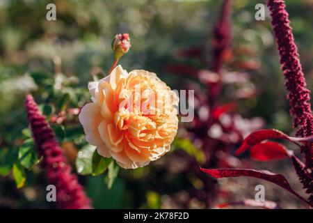 Orangefarbene gelbe Rose Kronprinzessin Margareta blüht im Garten von burgunderrotem Amaranth. Englisch Austin Selection Rosen Blumen Stockfoto