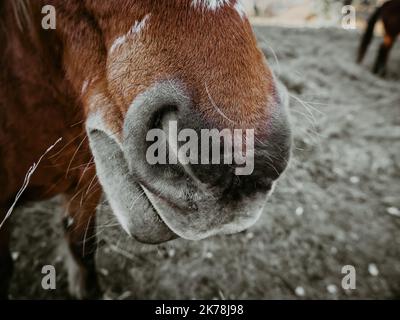 Nahaufnahme des Gesichts eines braunen Pferdes Stockfoto