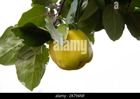 Gelber Apfel auf einem Ast. Isoliert. Reifer gelber Apfel auf einem Ast mit grünen Blättern auf weißem Hintergrund. Natürliche, umweltfreundliche Früchte im Rochen Stockfoto