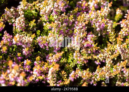 Calluna vulgaris „Amanda Wain“, Heidekraut „Amanda Wain“, natürliches Nahaufnahme-Pflanzen-/Blumenportrait Stockfoto