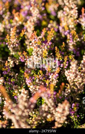 Calluna vulgaris „Amanda Wain“, Heidekraut „Amanda Wain“, natürliches Nahaufnahme-Pflanzen-/Blumenportrait Stockfoto