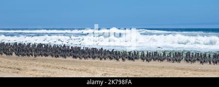 Namibia, Tausende Kormorane an der Küste, Skelettküste Stockfoto