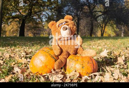 Großes Bärenspielzeug mit ausdrucksstarkem Look sitzt auf zwei riesigen orangefarbenen Kürbissen. Herbst, Halloween, Thanksgiving. Stockfoto