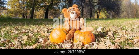 Banner mit großem Bärenspielzeug mit ausdrucksstarkem Look sitzt auf zwei riesigen orangefarbenen Kürbissen. Herbst, Halloween, Thanksgiving. Stockfoto