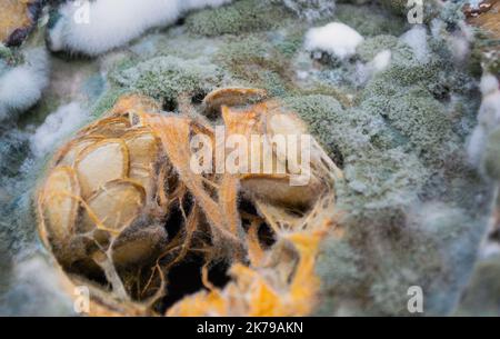 Nahaufnahme von grünem, blauem und weißem Schimmelpilz, der auf einem verfaulten Kürbis mit Samen in der Mitte wächst. Stockfoto