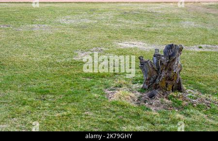 Ein Paar alter abgenutzter Arbeitsstiefel auf den abgesägten Ästen eines alten Baumstumpens bildet einen interessanten Brennpunkt in diesem südwestlichen Missouri-Hof. Stockfoto