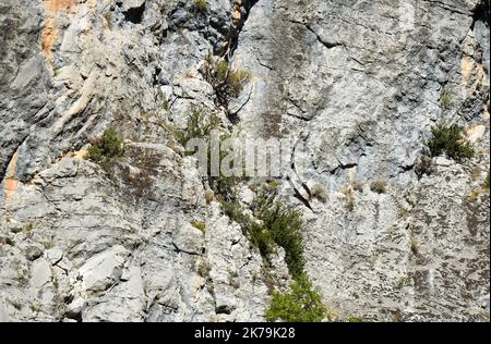 Ein Paar Bartgeier (Ossifrage, Lammergeier, gypaetus barbatus) fliegen in unmittelbarer Nähe entlang der vertikalen Bergwand Stockfoto