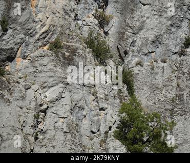 Ein Paar Bartgeier (Ossifrage, Lammergeier, gypaetus barbatus) fliegen in unmittelbarer Nähe entlang der vertikalen Bergwand Stockfoto