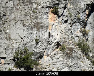 Ein Paar Bartgeier (Ossifrage, Lammergeier, gypaetus barbatus) fliegen in unmittelbarer Nähe entlang der vertikalen Bergwand Stockfoto