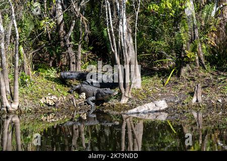 Ochopee, Florida. American Alligator. Alligator mississippiensis. Ein Paar Alligatoren, die sich in der Sonne in einem Sumpf in den Everglades sonnen. Stockfoto