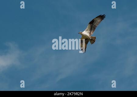 Roseville, Minnesota. Ausgewachsener Fischadler; Pandion haliaetus, der gegen einen blauen Himmel fliegt. Stockfoto