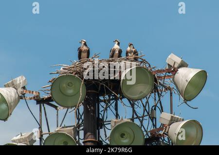 Roseville, Minnesota. Ein Paar Fischadler, Pandion haliaetus mit erwachsenen Weibchen im Nest. Stockfoto