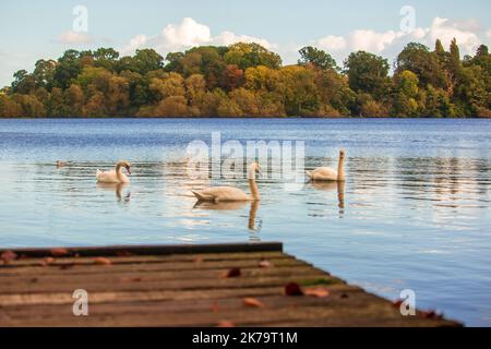 Ein Trio von Schwanen am Ellesmere Lake in Shropshire Stockfoto