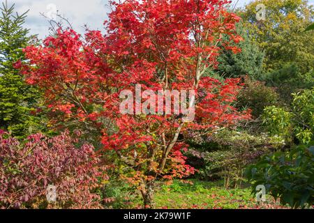 Flammenrotes Herbstlaub des japanischen Ahornbaums Acer japonicum vitifolium Stockfoto