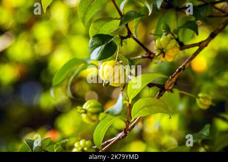 Pitanga, Frucht der Pitangueira, dicotyledonous der myrtaceae Familie. Es hat die Form von kugelförmigen und fleischigen Kugeln, reich an Vitamin C Stockfoto